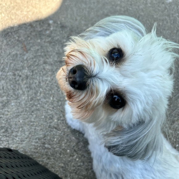 Meet your Posher, Lorie - Picture 2 of 4